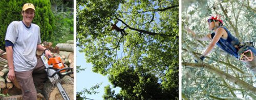 Seattle Tree Service Company