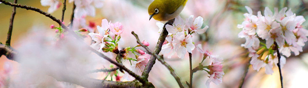 Tree in bloom with a bird perched on its branches
